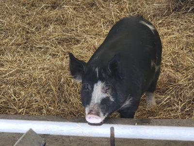 a pig standing in it's pen